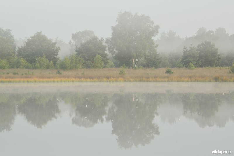 Kraanvennen in de Groote heide