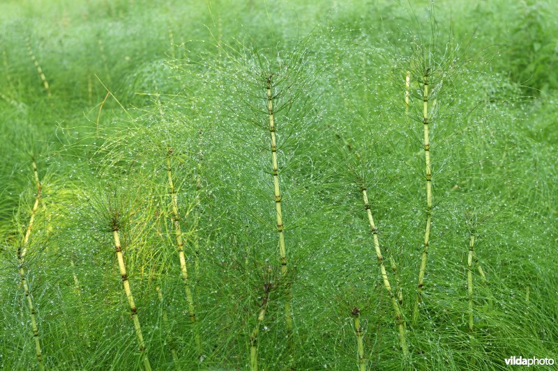 Reuzenpaardestaart in de Douvebeekvallei