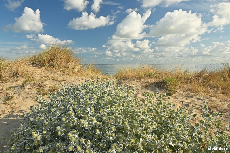 Blauwe zeedistel in het Zwin