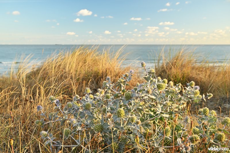 Blauwe zeedistel in het Zwin