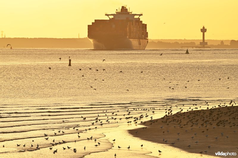 Westerschelde 