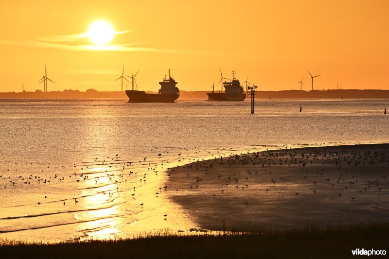 Steltlopers aan de Westerschelde