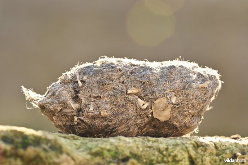 Braakbal van Blauwe kiekendief