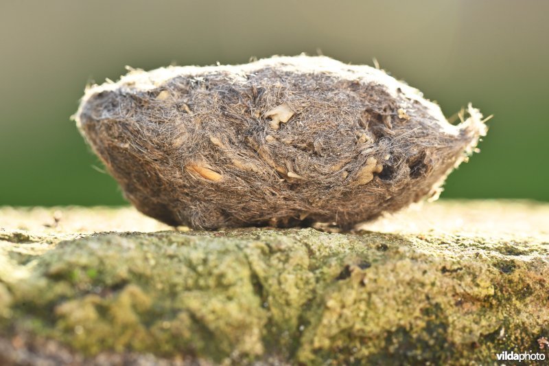 Braakbal van Blauwe kiekendief