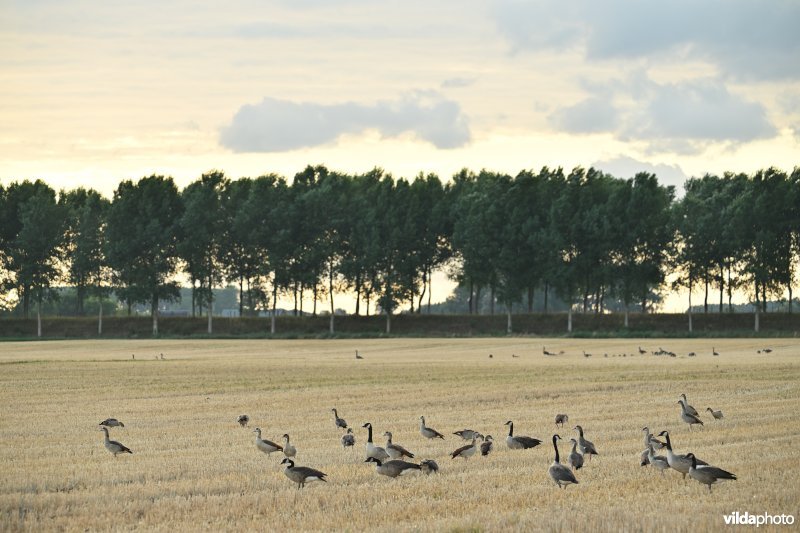 Koningskieldrechtpolder