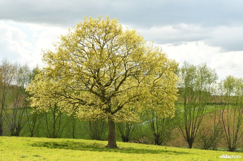 Natuurreservaat Broekelzen