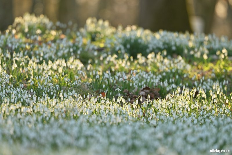 Gewone sneeuwklokjes