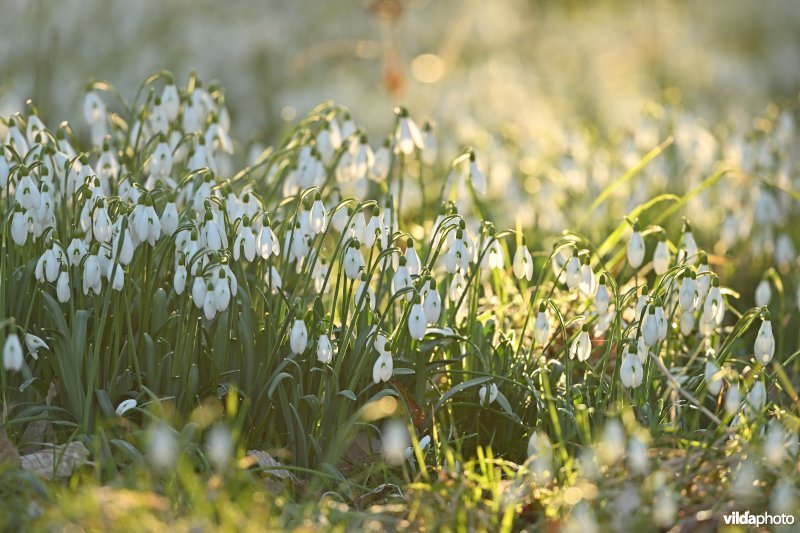 Gewone sneeuwklokjes