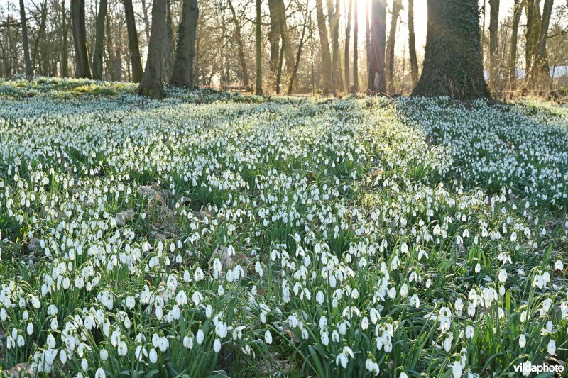 Gewone sneeuwklokjes