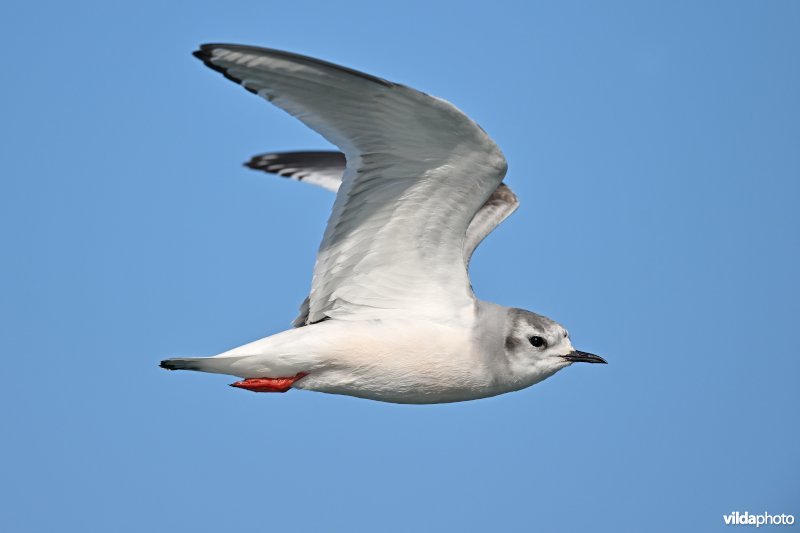 Dwergmeeuw in vlucht
