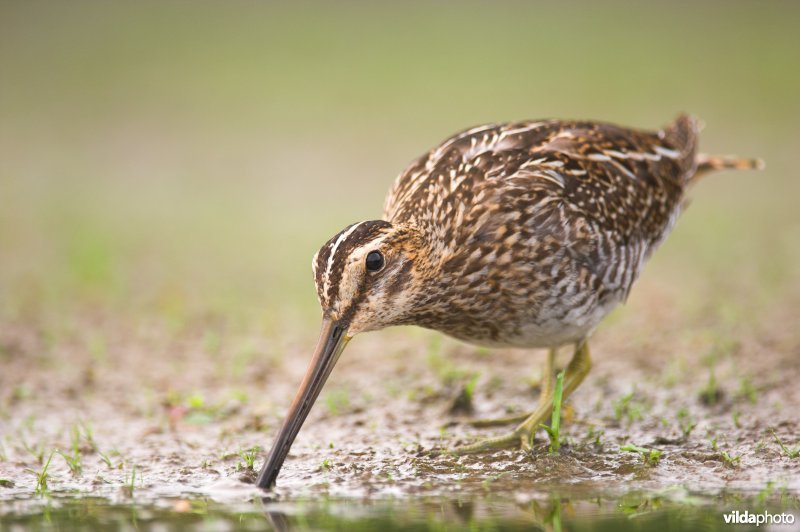 In de modder porrende Watersnip