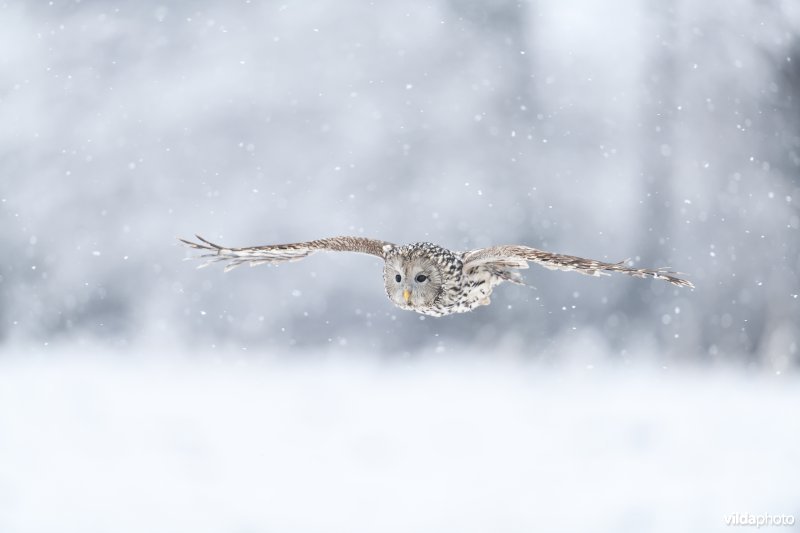 Oeraluil in de sneeuw
