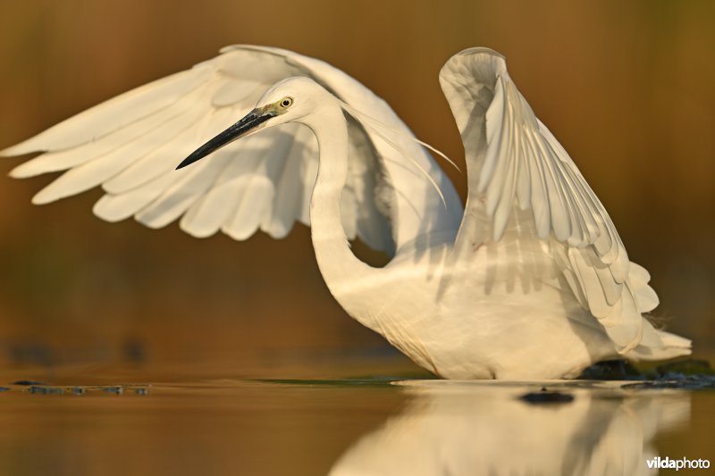 Kleine zilverreiger