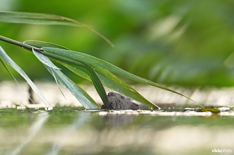 Muskusrat knaagt aan Riet