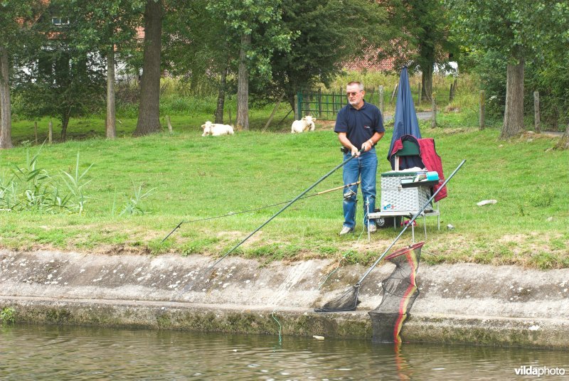 Hengelen langs de Dender