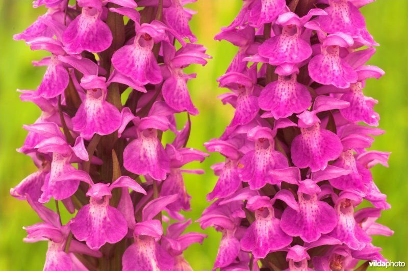 Brede orchis