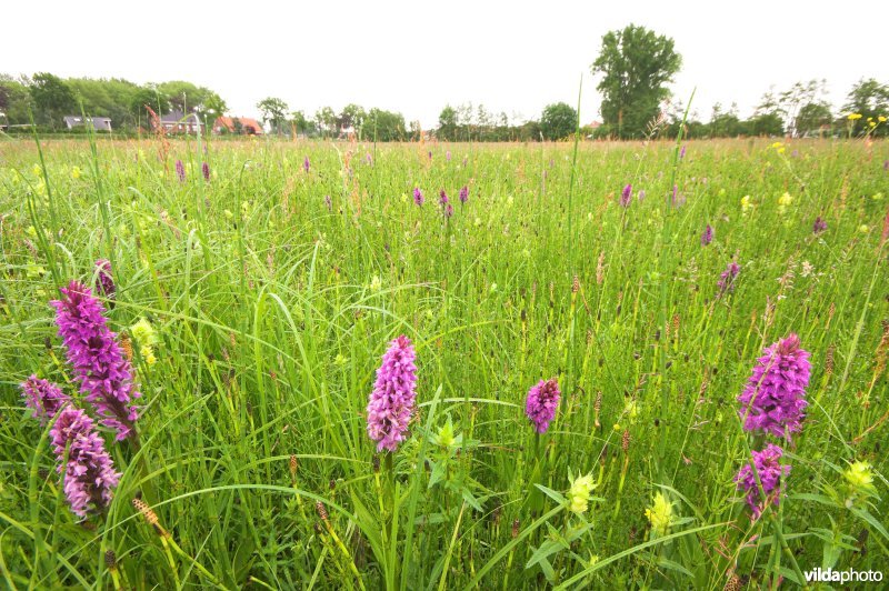 Brede orchis