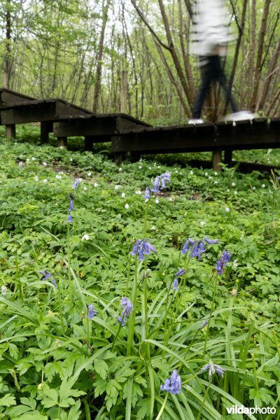 Wandelen in bos t'Ename