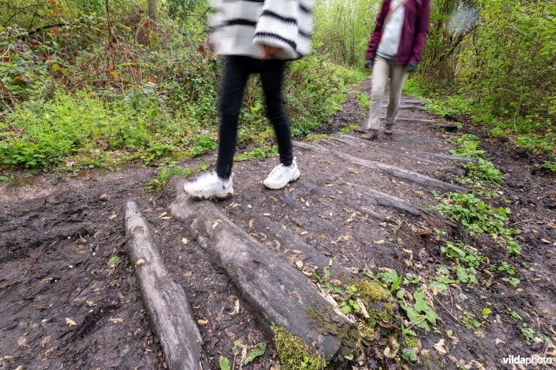 Wandelen in bos t'Ename