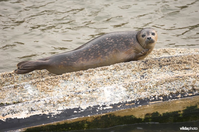 Gewone zeehond op roeibootje