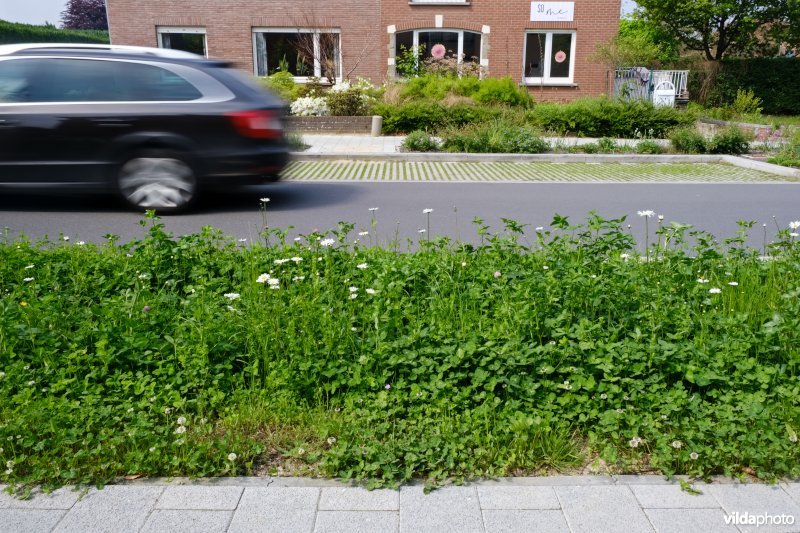 Wadi op onthard voetpad