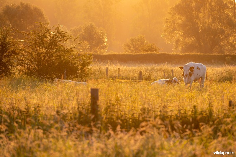 Koeien bij zonsopgang