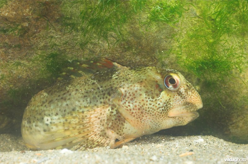 Steenslijmvis