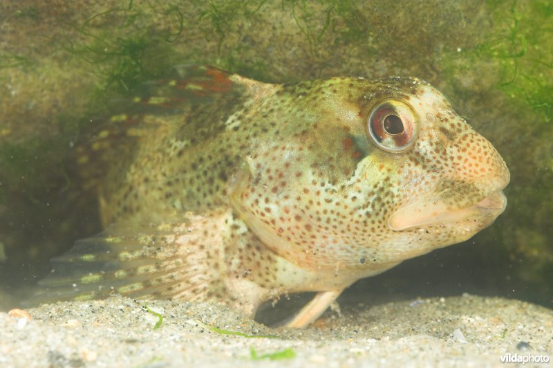 Steenslijmvis