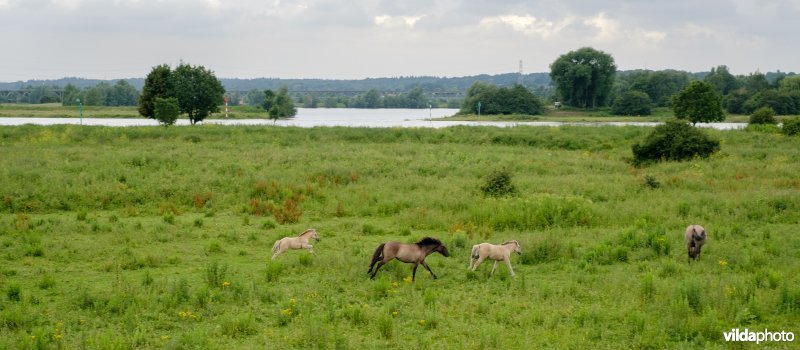 Meinerswijk, Arnhem