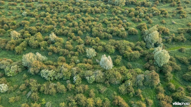 IJssel en Vaalwaard, De Steeg