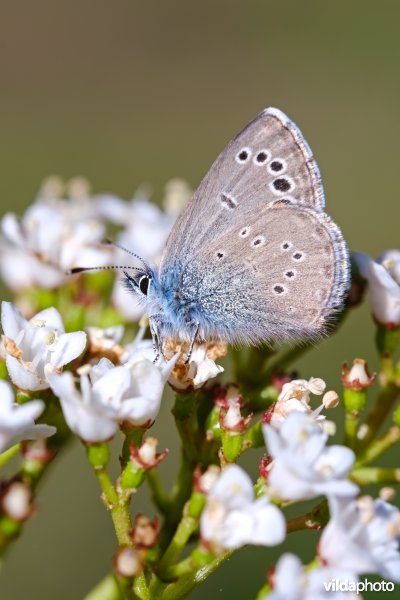 Spaans bloemenblauwtje