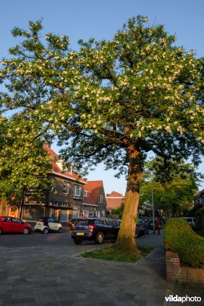 Robinia in straatbeeld, Nijmegen