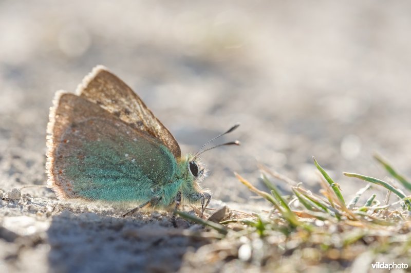 Groene klaverpage