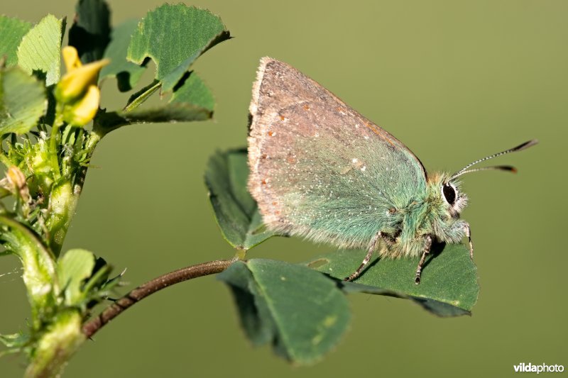 Groene klaverpage