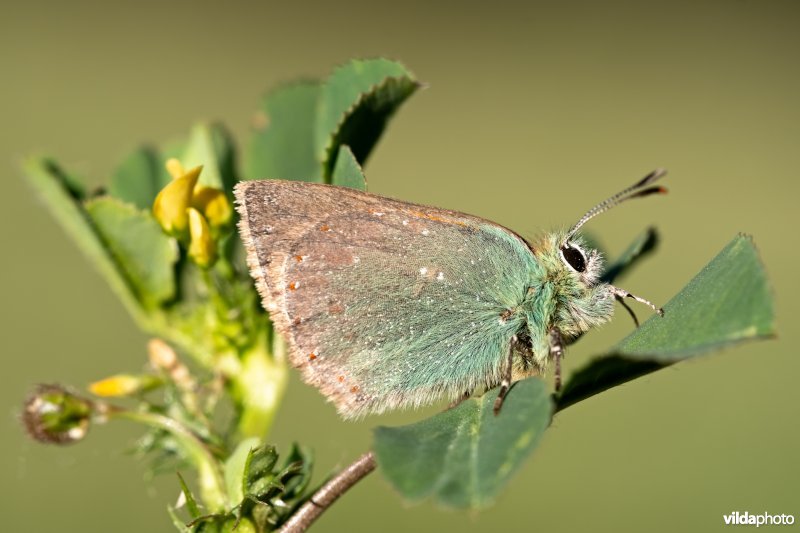 Groene klaverpage