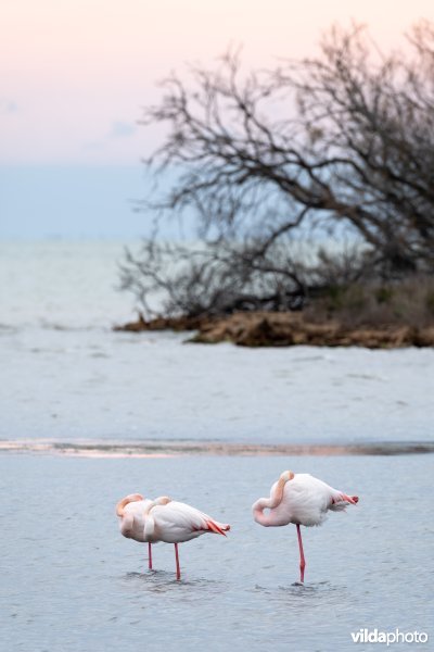 Flamingos in de Camargue