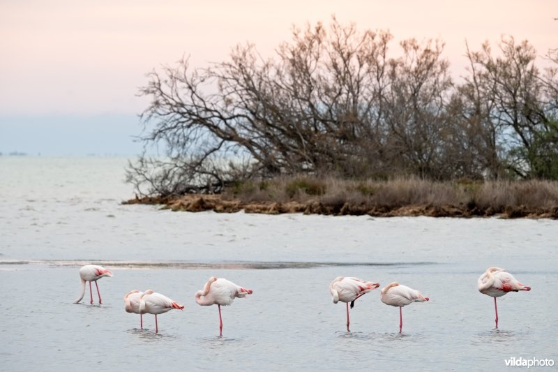 Flamingos in de Camargue