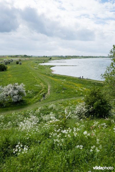 Fluitekruid in de uiterwaarden, Culemborg