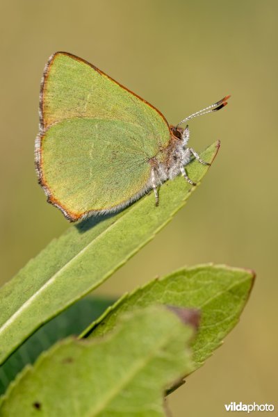 Aardbeiboomgroentje
