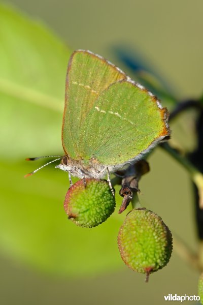 Aardbeiboomgroentje