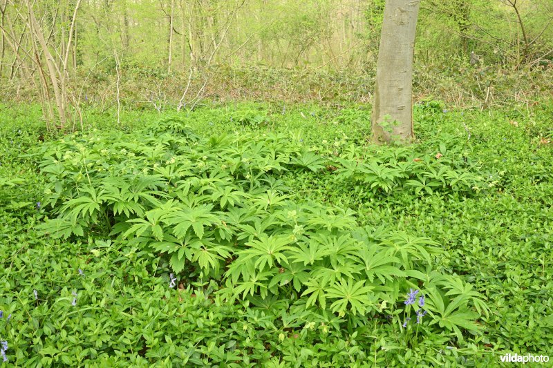 Wrangwortel in het Steenbergbos