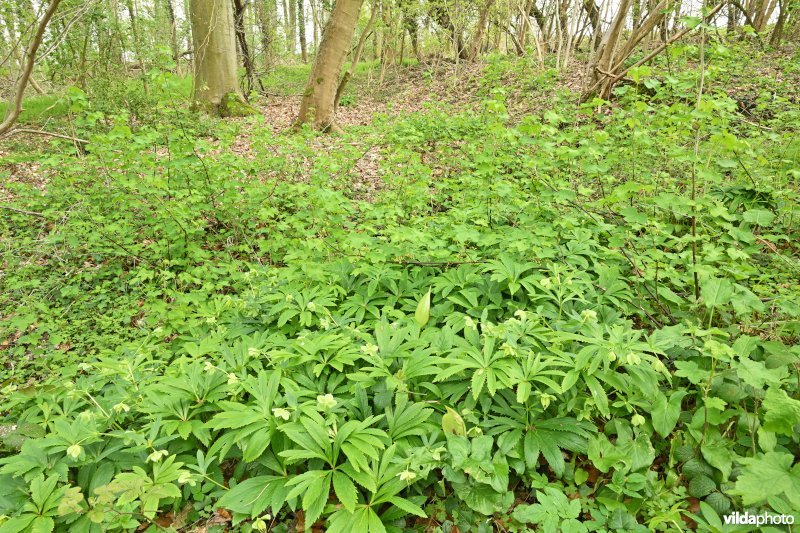 Wrangwortel in het Steenbergbos