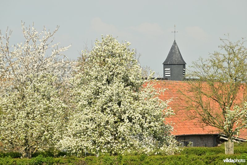 Sint-Margarethakapel in Wijlegem
