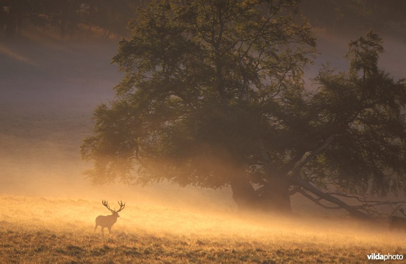 Edelhert in ochtendnevel
