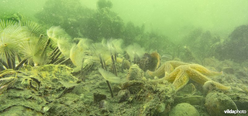 Pauwkokerwormen op de zeebodem