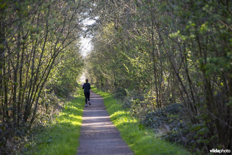 jogger in de Provinciaal natuurdomein Hospicebossen