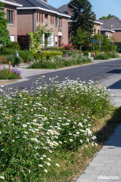 Bloemrijke wadi