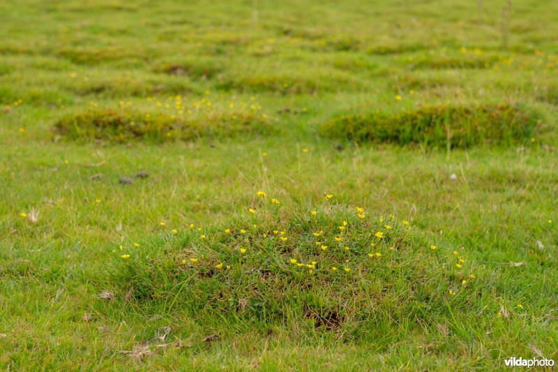 Muizenoortje op nest van gele weidemier