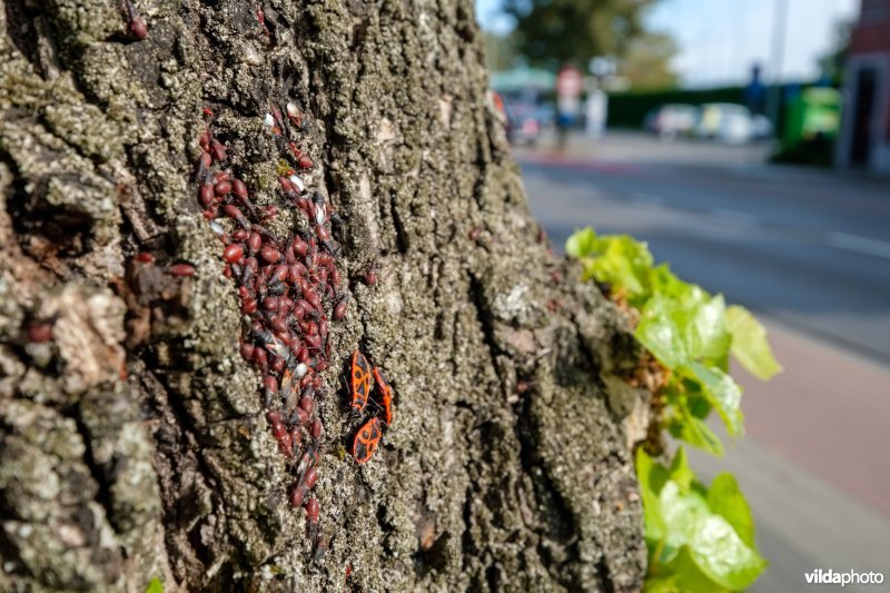 Lindenspitskoppen en Vuurwantsen