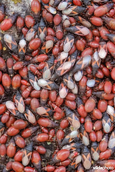 Massale groep Lindenspitskoppen